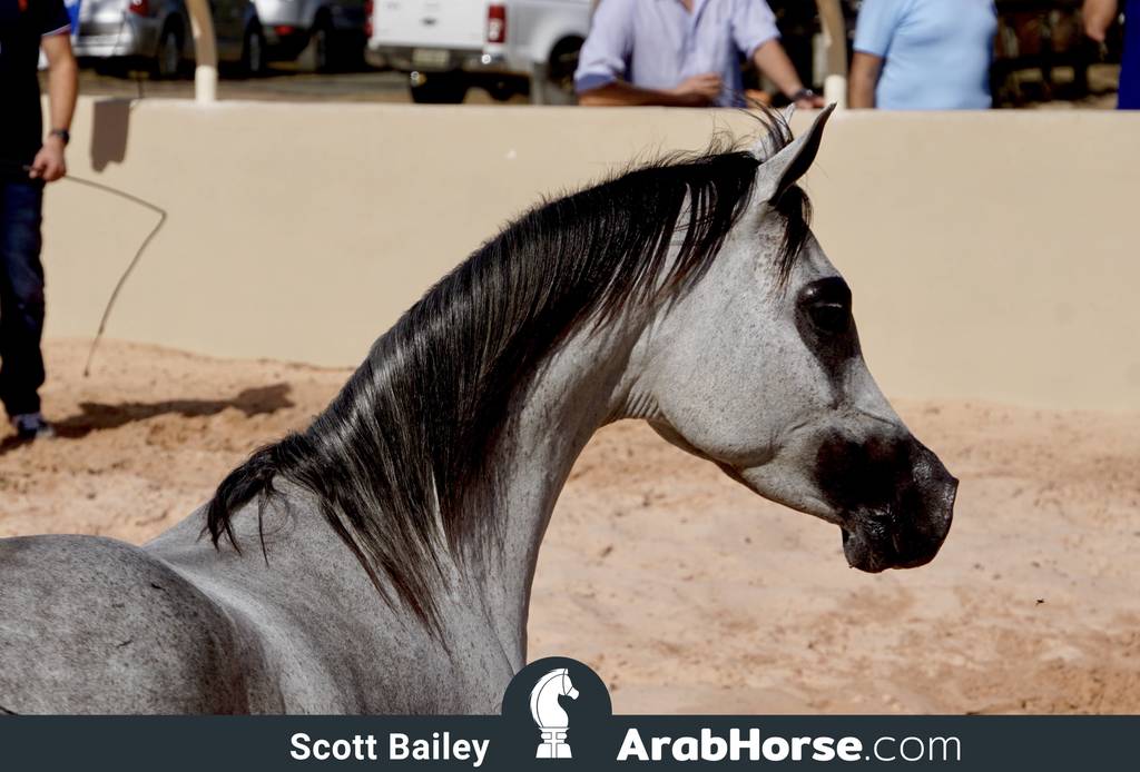 Haras Al Hoscan OPEN HOUSE 2018 BRAZIL