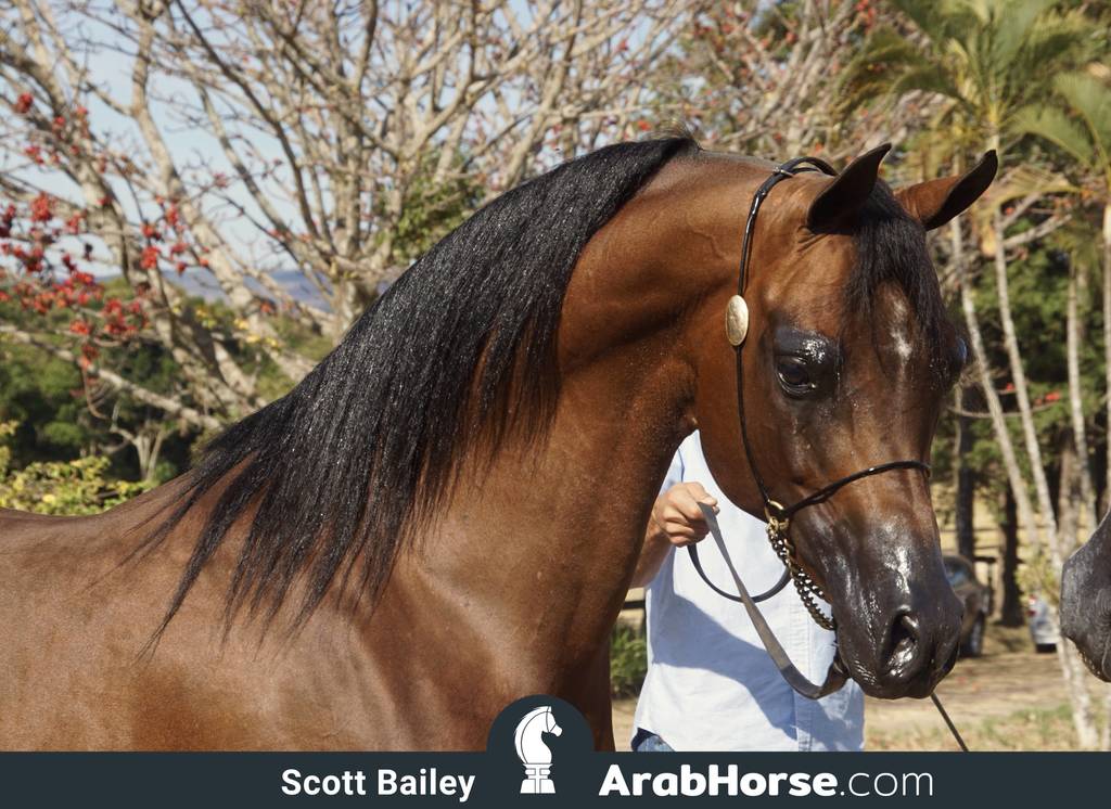 Haras Al Hoscan OPEN HOUSE 2018 BRAZIL