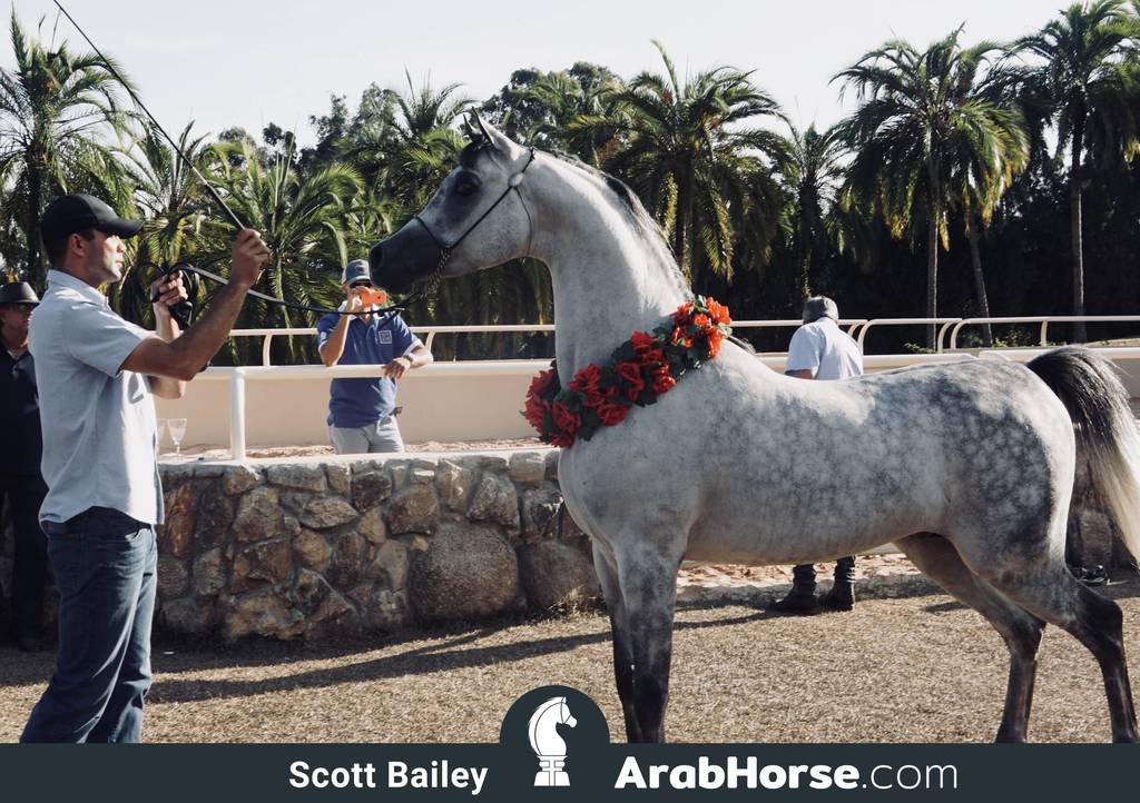 Haras Al Hoscan OPEN HOUSE 2018 BRAZIL