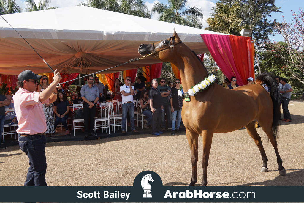 Haras Al Hoscan OPEN HOUSE 2018 BRAZIL