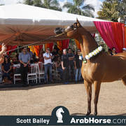 Haras Al Hoscan OPEN HOUSE 2018 BRAZIL