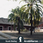 Haras Al Hoscan OPEN HOUSE 2018 BRAZIL