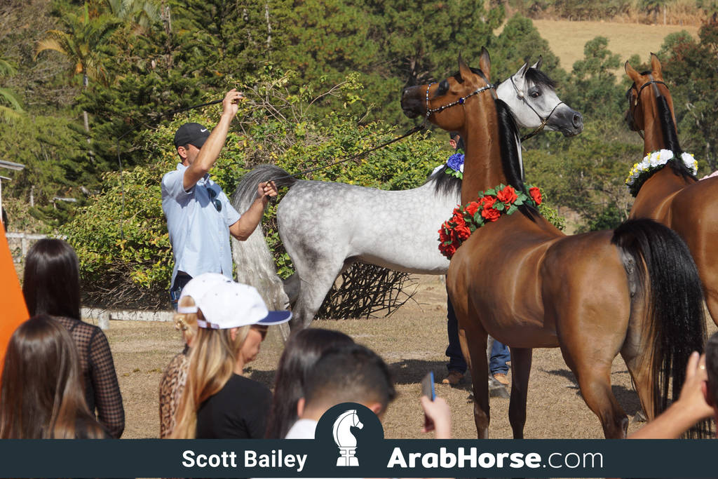 Haras Al Hoscan OPEN HOUSE 2018 BRAZIL