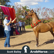 Haras Al Hoscan OPEN HOUSE 2018 BRAZIL