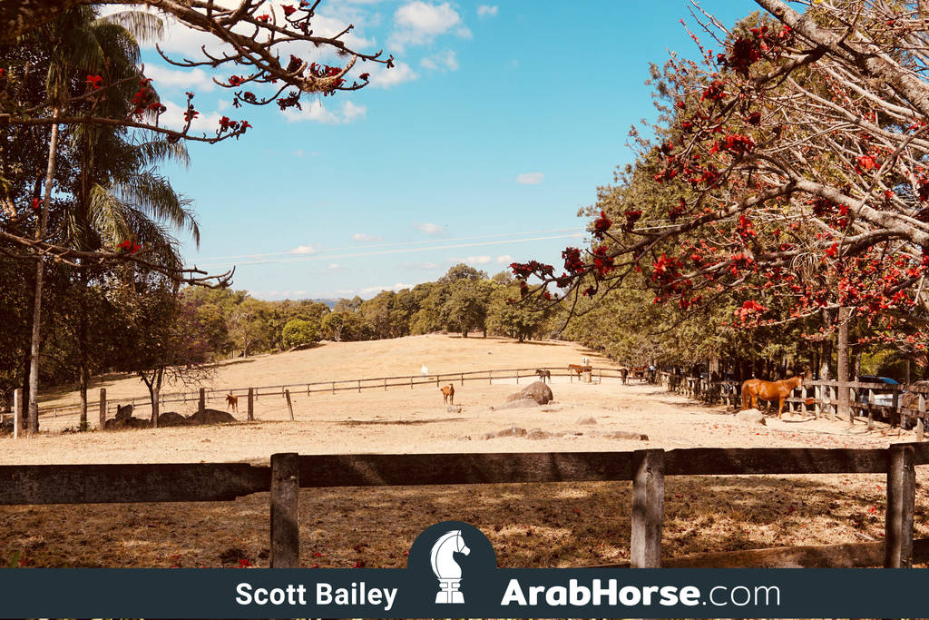 Haras Al Hoscan OPEN HOUSE 2018 BRAZIL