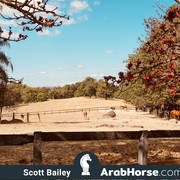Haras Al Hoscan OPEN HOUSE 2018 BRAZIL