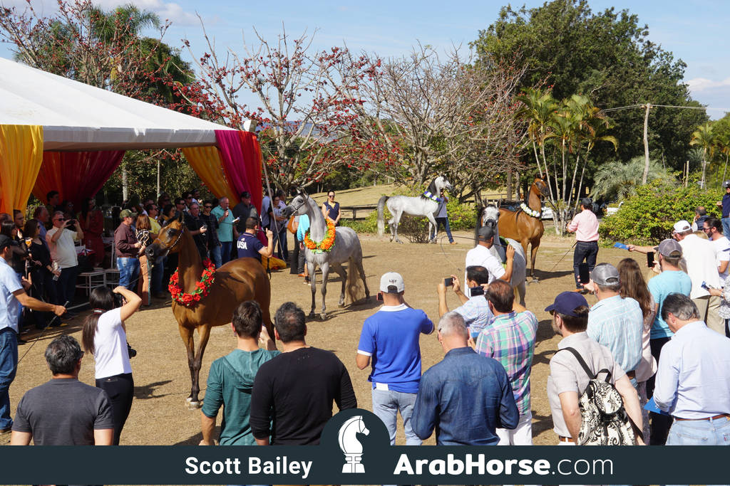 Haras Al Hoscan OPEN HOUSE 2018 BRAZIL