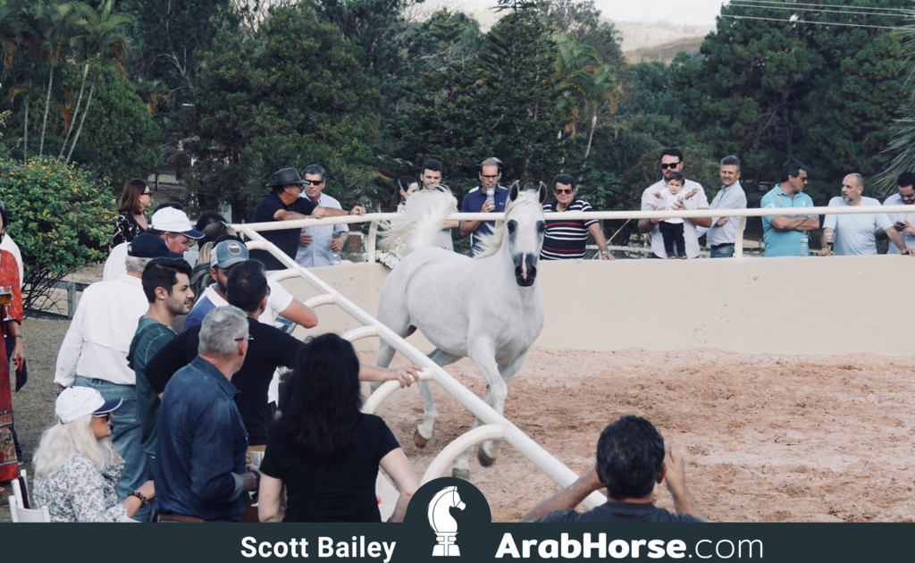 Haras Al Hoscan OPEN HOUSE 2018 BRAZIL