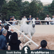 Haras Al Hoscan OPEN HOUSE 2018 BRAZIL