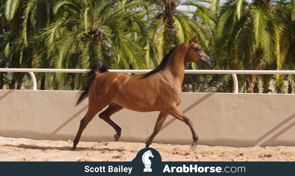 Haras Al Hoscan OPEN HOUSE 2018 BRAZIL