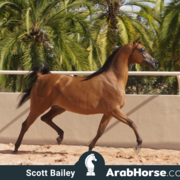 Haras Al Hoscan OPEN HOUSE 2018 BRAZIL