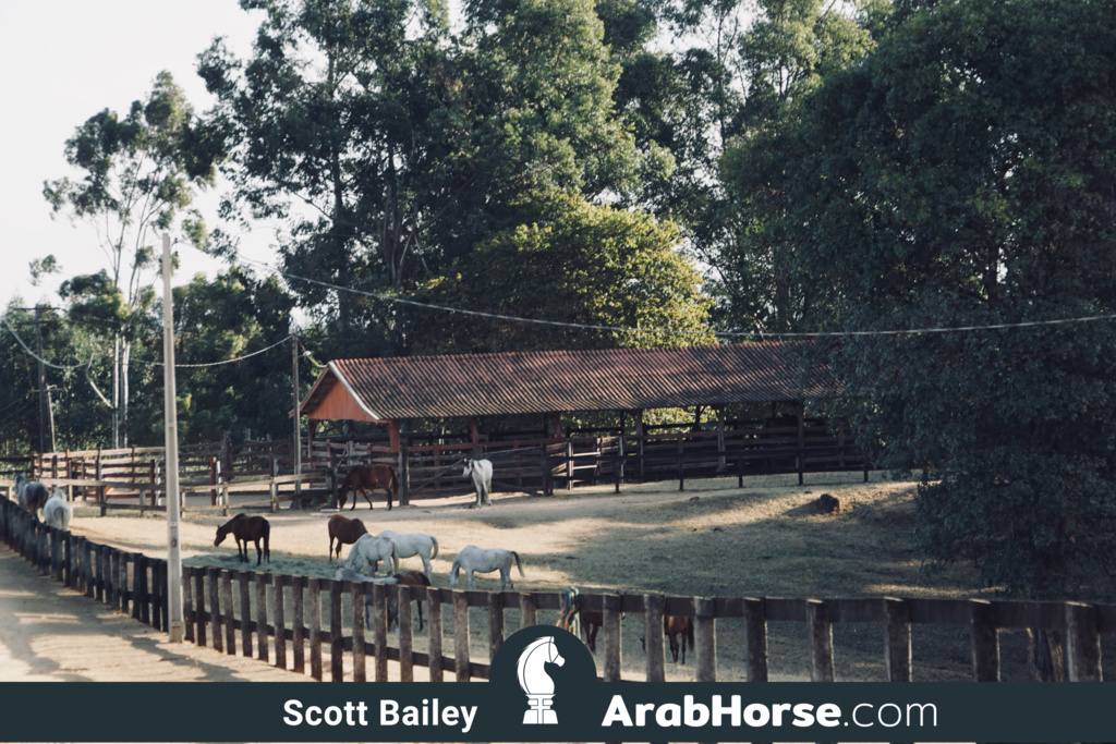 Haras Al Hoscan OPEN HOUSE 2018 BRAZIL