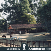 Haras Al Hoscan OPEN HOUSE 2018 BRAZIL