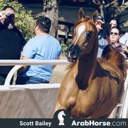 Haras Al Hoscan OPEN HOUSE 2018 BRAZIL