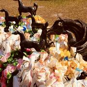 Haras Al Hoscan OPEN HOUSE 2018 BRAZIL