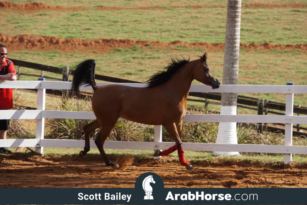 Haras Vale Formoso OPEN HOUSE 2018 BRAZIL