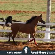 Haras Vale Formoso OPEN HOUSE 2018 BRAZIL