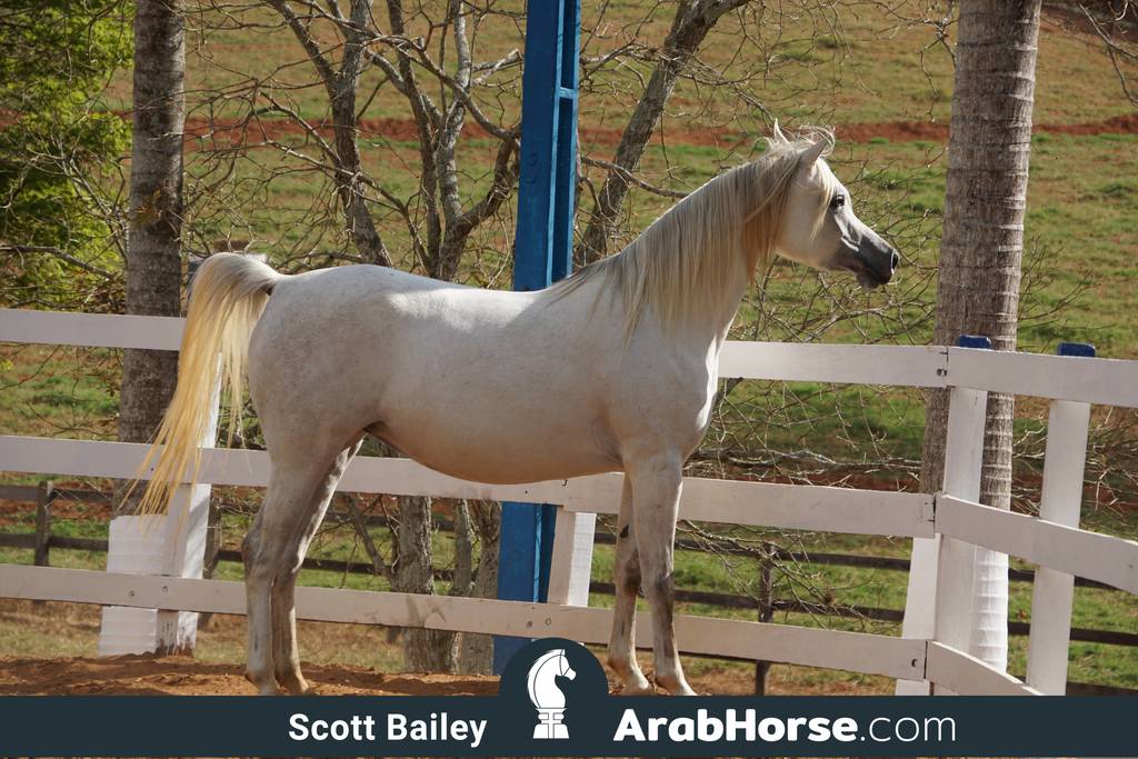 Haras Vale Formoso OPEN HOUSE 2018 BRAZIL