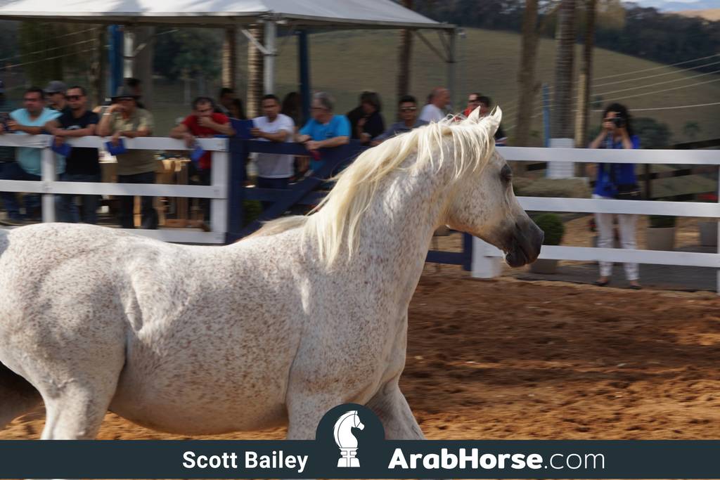 Haras Vale Formoso OPEN HOUSE 2018 BRAZIL