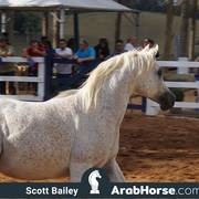 Haras Vale Formoso OPEN HOUSE 2018 BRAZIL