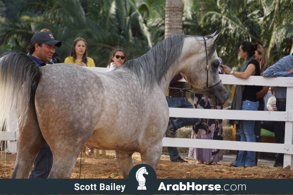 Haras Vale Formoso OPEN HOUSE 2018 BRAZIL