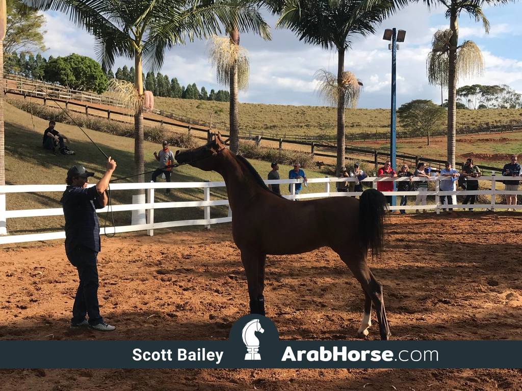 Haras Vale Formoso OPEN HOUSE 2018 BRAZIL