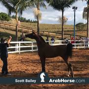 Haras Vale Formoso OPEN HOUSE 2018 BRAZIL