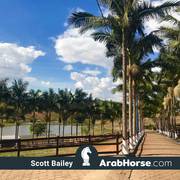 Haras Vale Formoso OPEN HOUSE 2018 BRAZIL