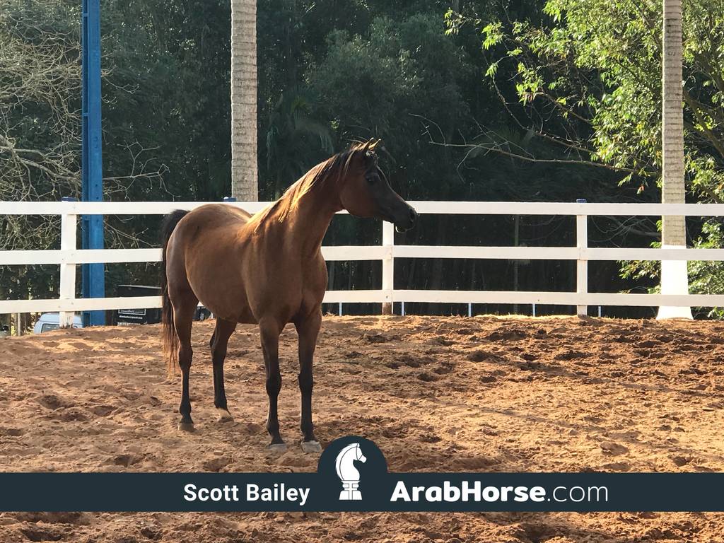 Haras Vale Formoso OPEN HOUSE 2018 BRAZIL