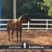 Haras Vale Formoso OPEN HOUSE 2018 BRAZIL