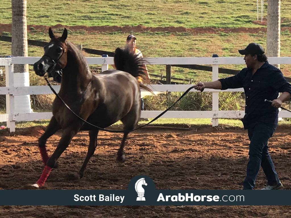 Haras Vale Formoso OPEN HOUSE 2018 BRAZIL