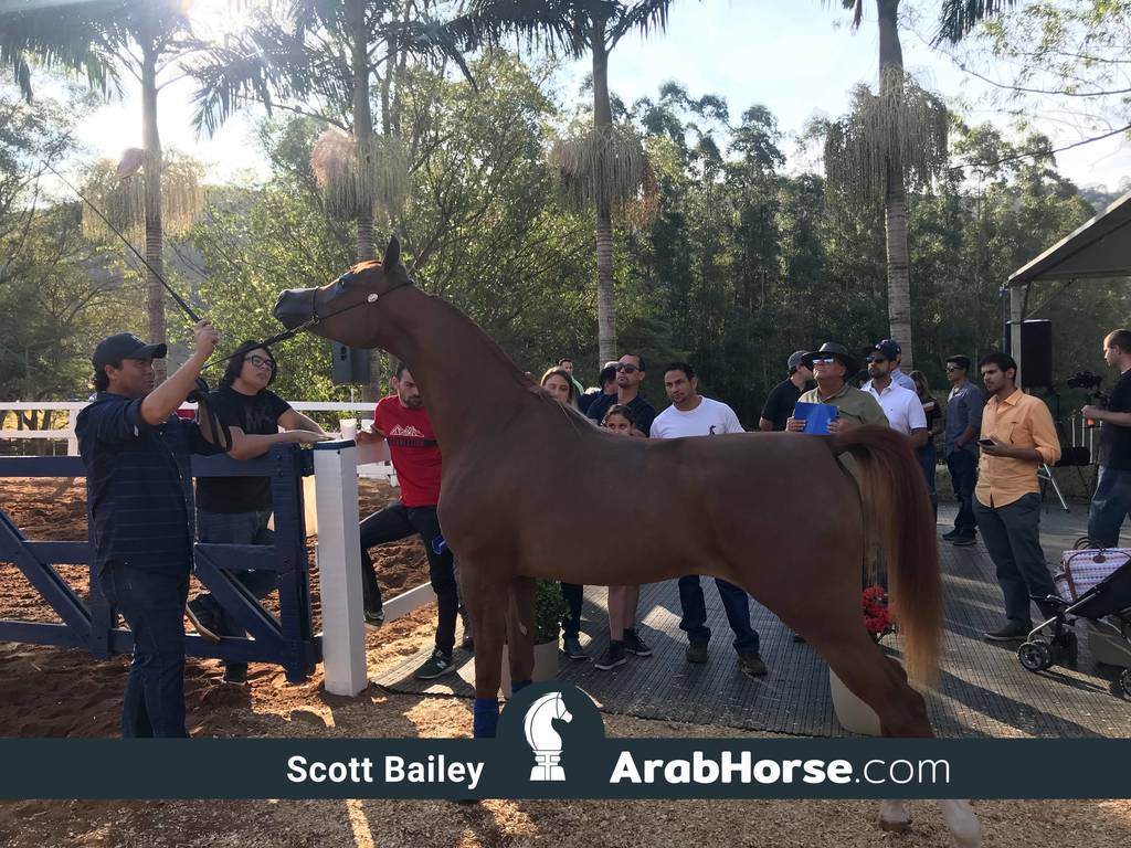Haras Vale Formoso OPEN HOUSE 2018 BRAZIL