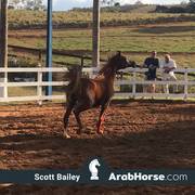 Haras Vale Formoso OPEN HOUSE 2018 BRAZIL