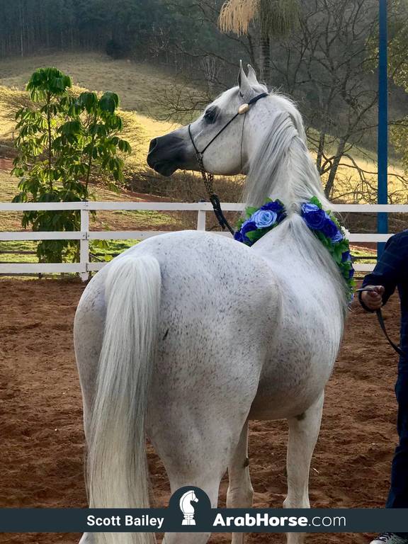 Haras Vale Formoso OPEN HOUSE 2018 BRAZIL