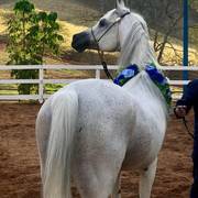 Haras Vale Formoso OPEN HOUSE 2018 BRAZIL
