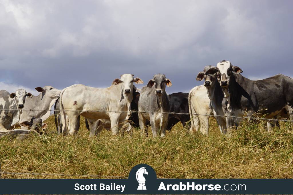 Haras Vale Formoso OPEN HOUSE 2018 BRAZIL