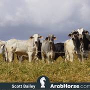 Haras Vale Formoso OPEN HOUSE 2018 BRAZIL