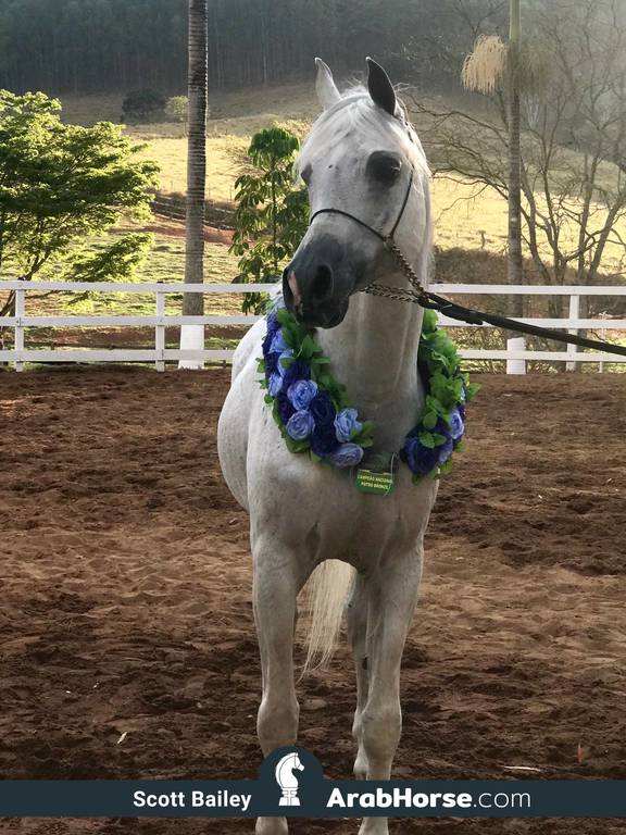 Haras Vale Formoso OPEN HOUSE 2018 BRAZIL
