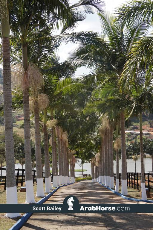 Haras Vale Formoso OPEN HOUSE 2018 BRAZIL