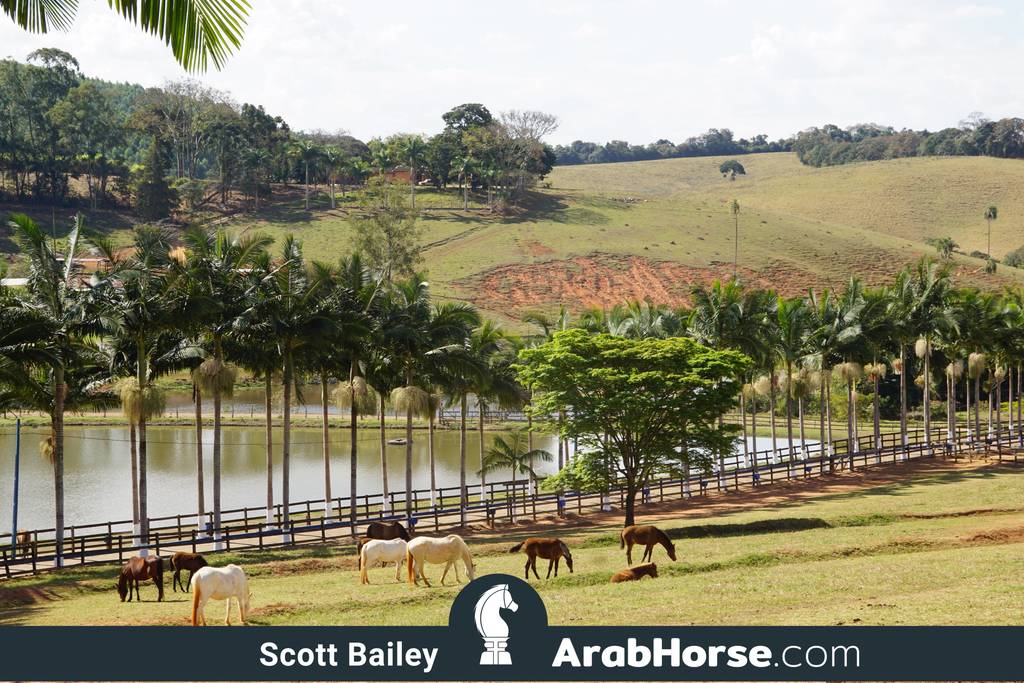 Haras Vale Formoso OPEN HOUSE 2018 BRAZIL