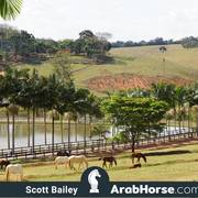 Haras Vale Formoso OPEN HOUSE 2018 BRAZIL