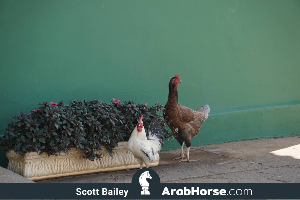 Haras Vale Formoso OPEN HOUSE 2018 BRAZIL