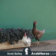 Haras Vale Formoso OPEN HOUSE 2018 BRAZIL