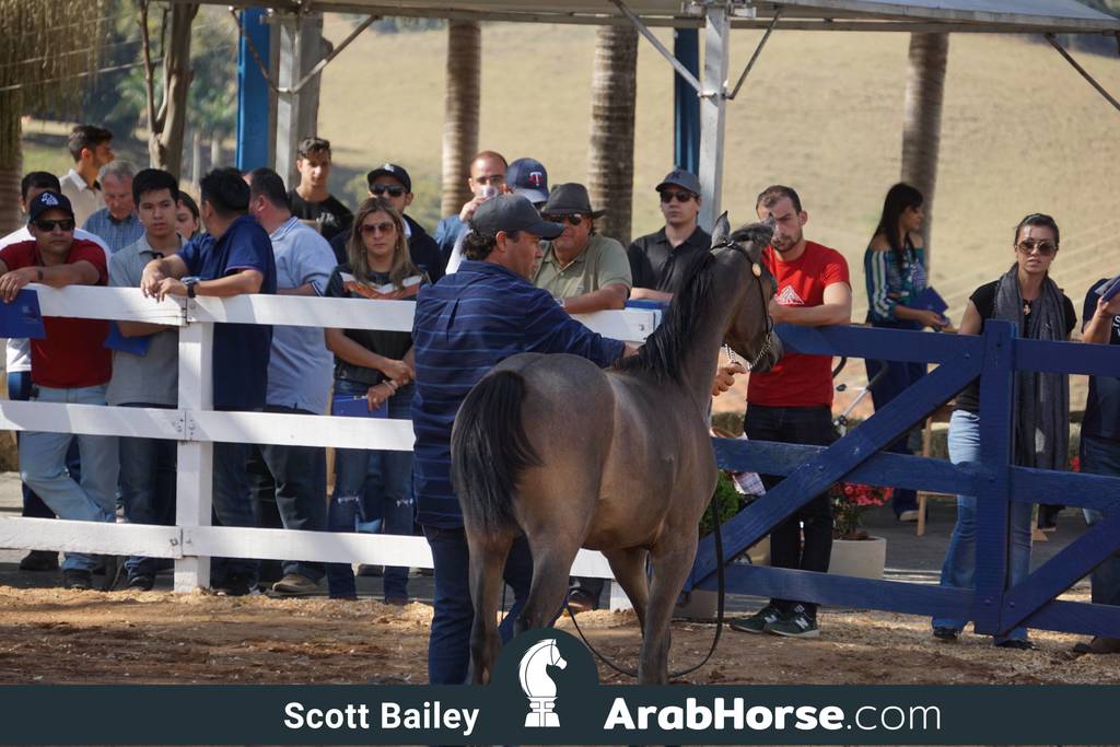 Haras Vale Formoso OPEN HOUSE 2018 BRAZIL