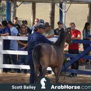 Haras Vale Formoso OPEN HOUSE 2018 BRAZIL