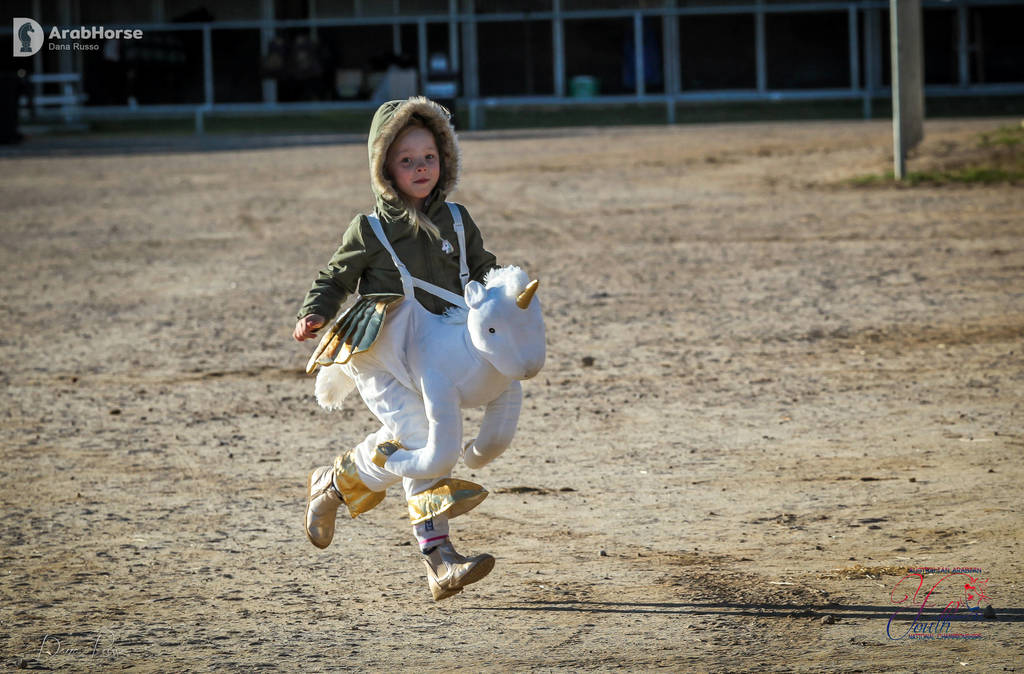 2nd Australian Arabian Youth National Championships