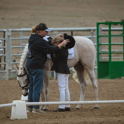 2nd Australian Arabian Youth National Championships