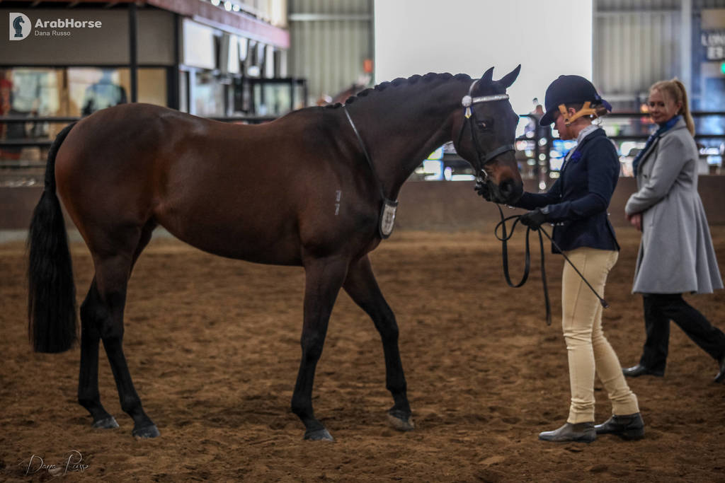2nd Australian Arabian Youth National Championships