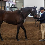 2nd Australian Arabian Youth National Championships