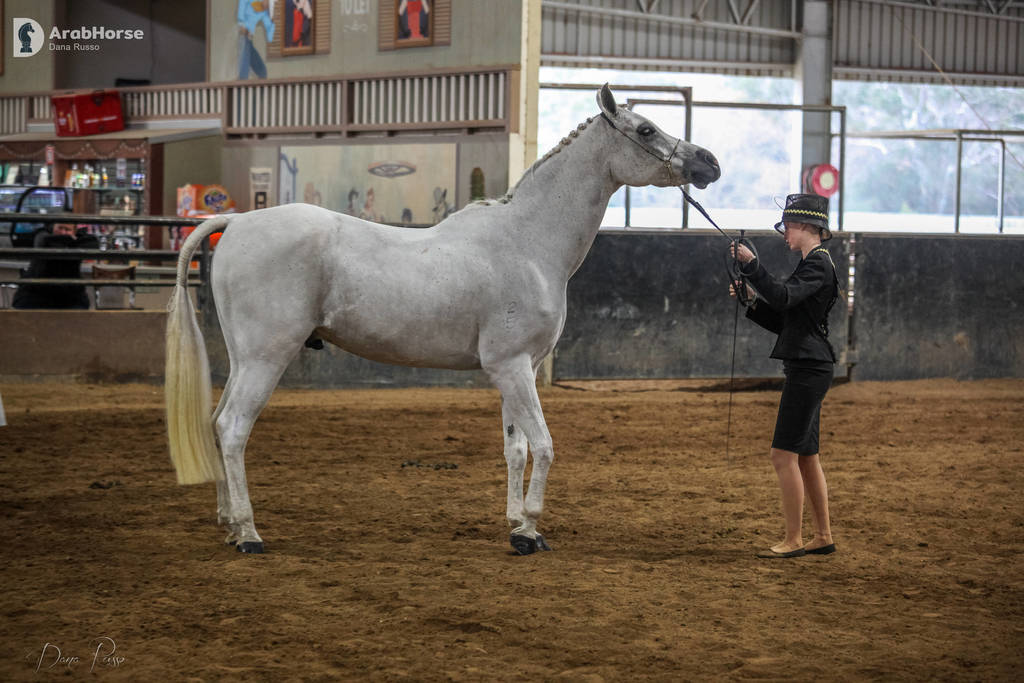 2nd Australian Arabian Youth National Championships